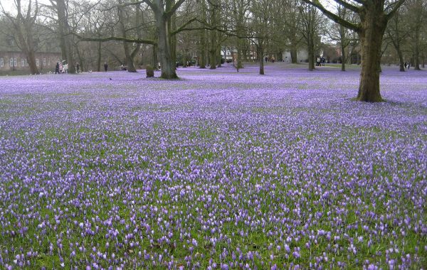 Krokosblüte in Husum